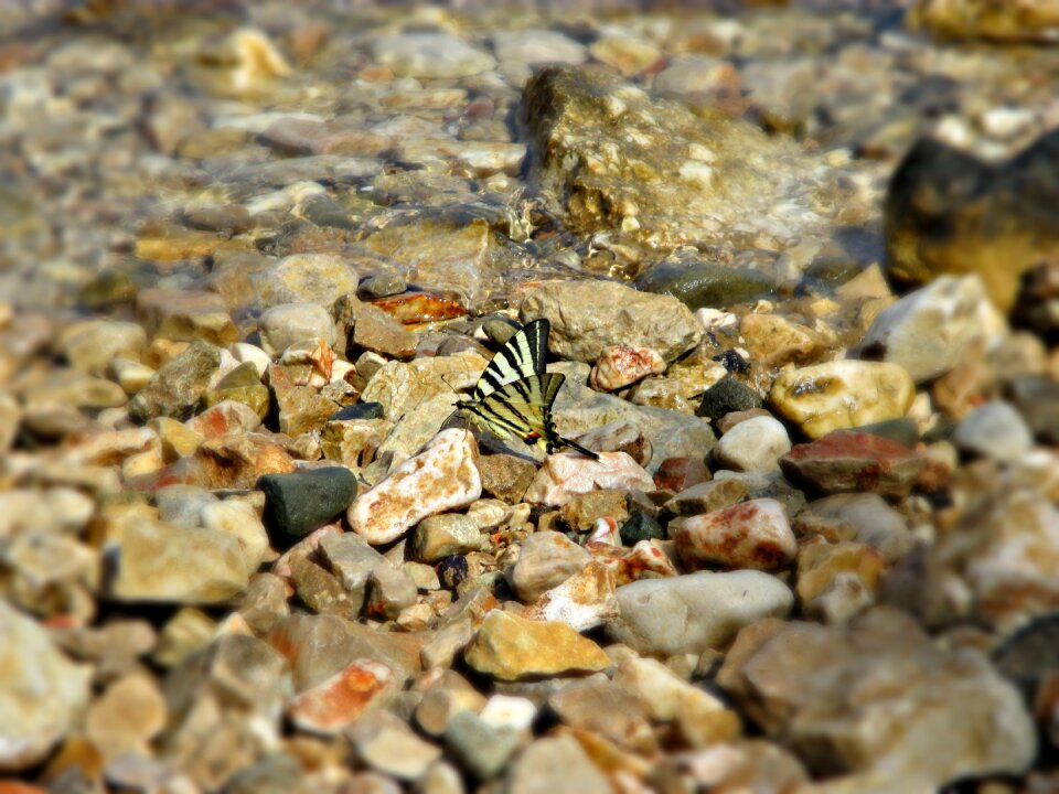 Insect nature flying insects