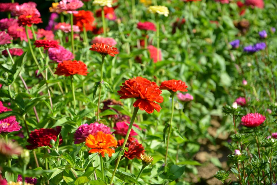 Red orange green foliage