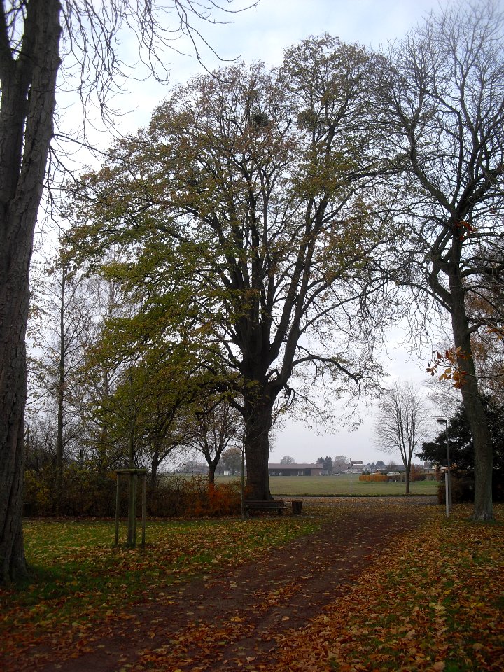 Verne-Linde an der Wallfahrtskapelle