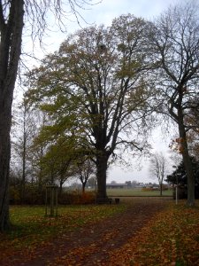 Verne-Linde an der Wallfahrtskapelle