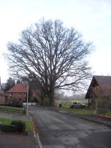 Verne-Eiche an der von-Asseburg-Straße