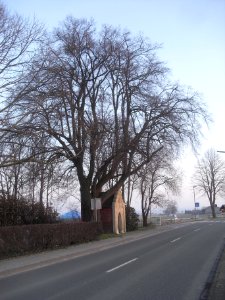 Verne-Linde an der Wegekapelle am Friedhof