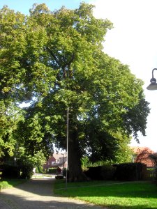 Verne-Linde vor der Kirche photo