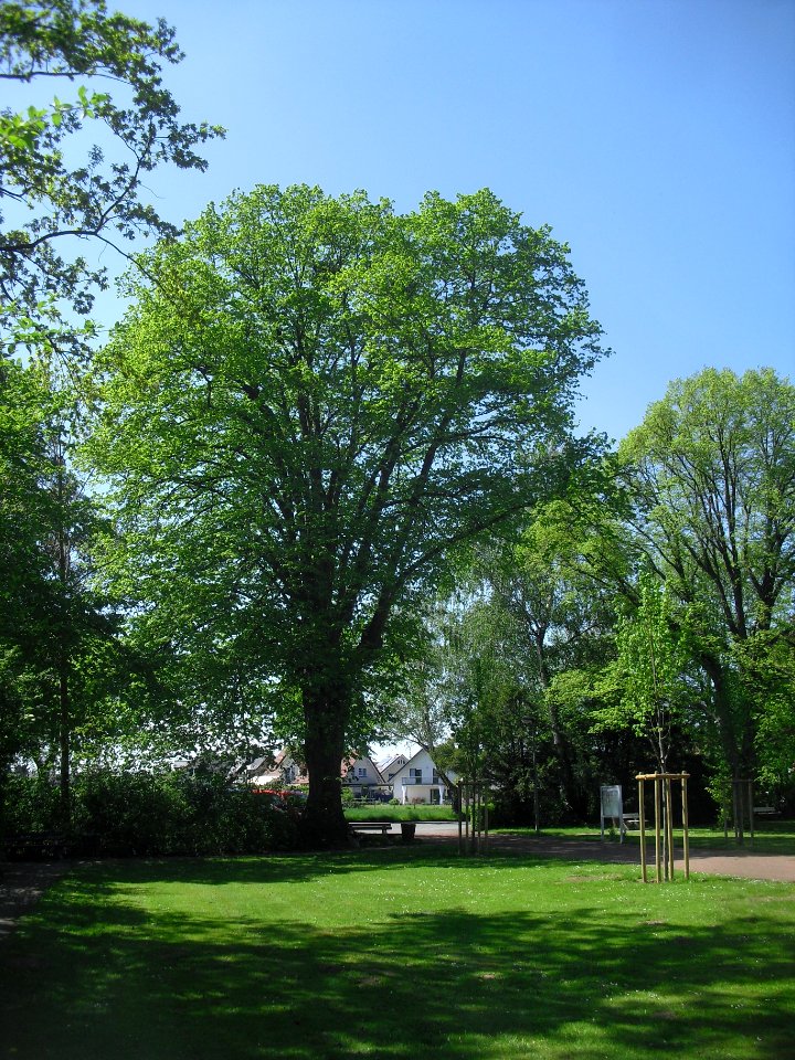 Verne-Linde an der Wallfahrtskapelle - Mai 2015