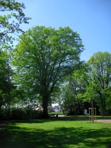 Verne-Linde an der Wallfahrtskapelle - Mai 2015 photo