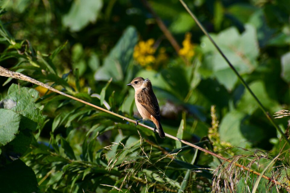 Bird wild birds little bird