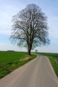 Verne - 2 Linden