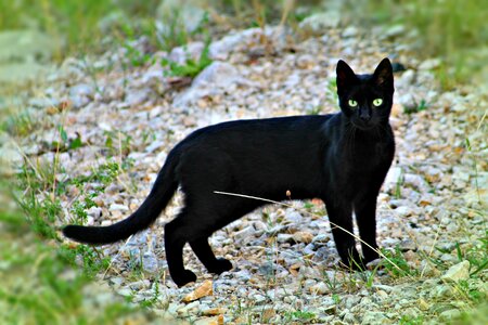 Fauna kitten domestic cat