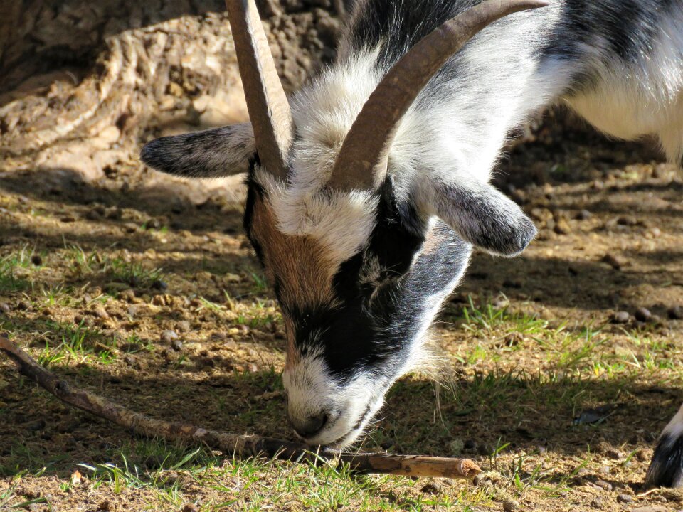 Farm animal animal horns