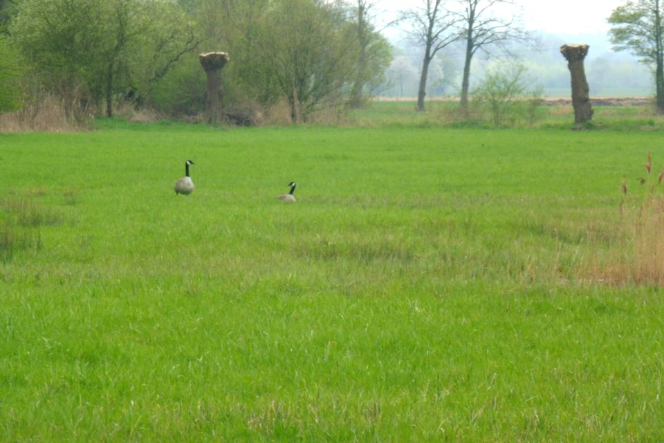 Verlar - NSG Rabbruch und Osternheuland - 9