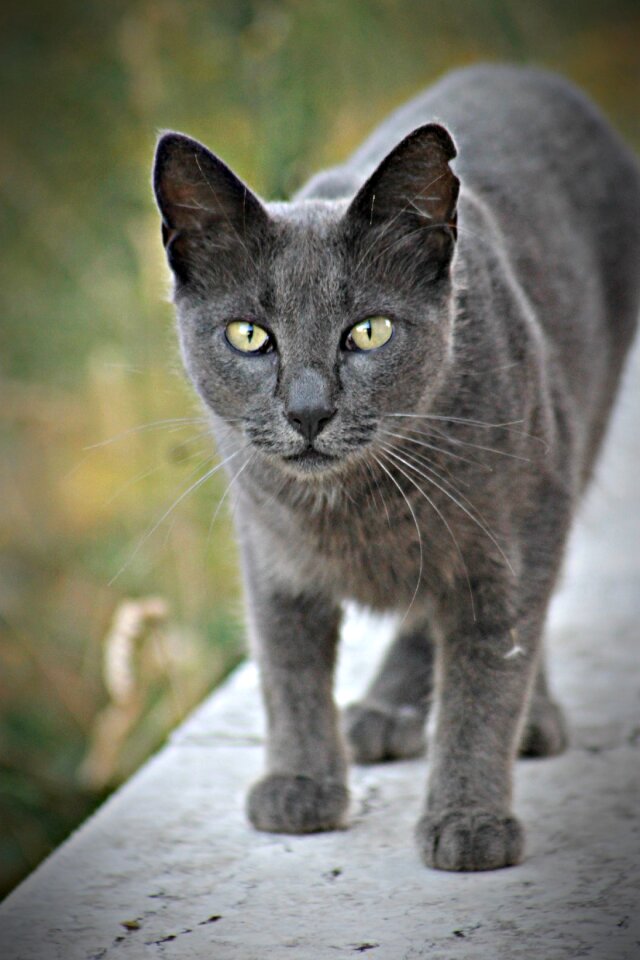 Fauna kitten domestic cat
