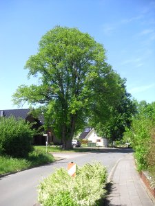 Verne-Linde Zum Brünneken - Mai 2015