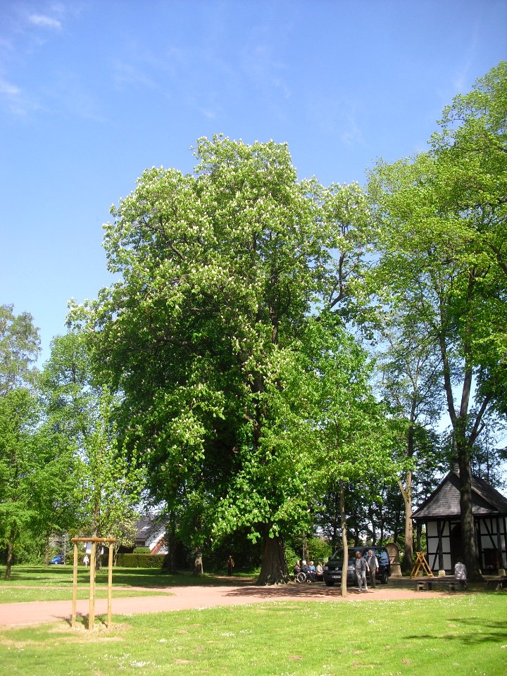 Verne-Kastanie an der Wallfahrtskapelle - Mai 2015