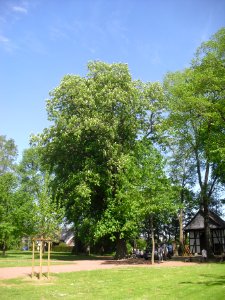 Verne-Kastanie an der Wallfahrtskapelle - Mai 2015