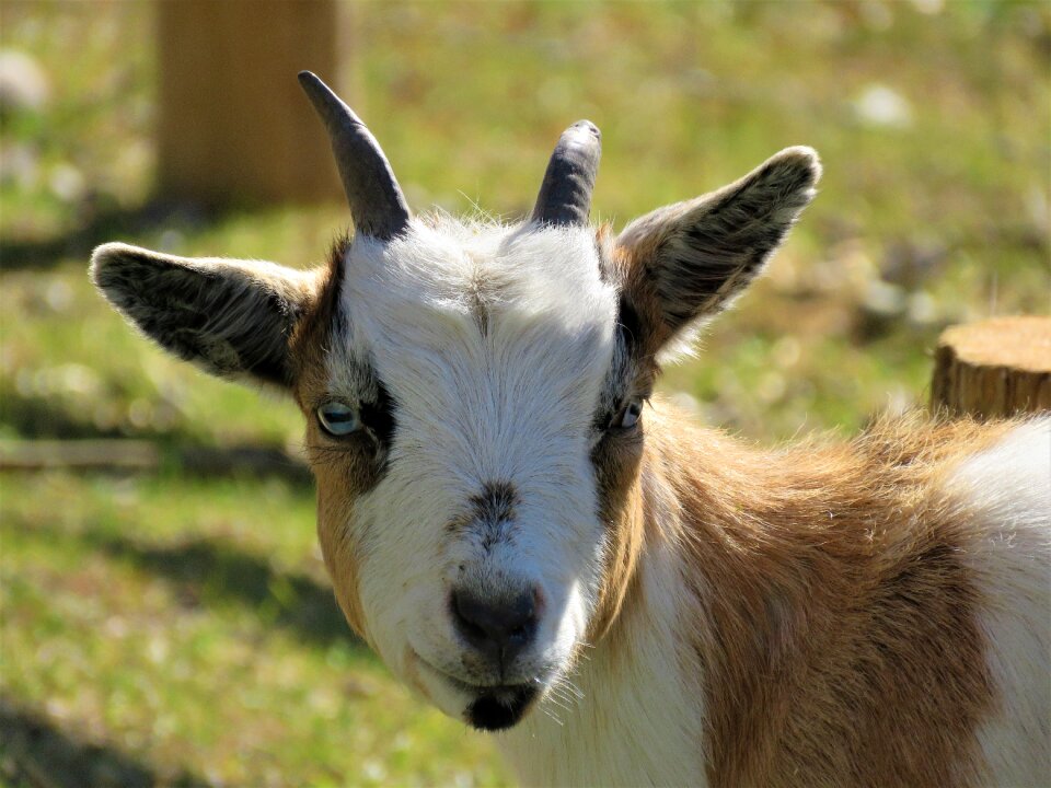 Farm animal animal horns