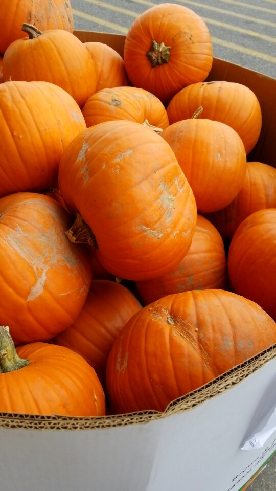 Halloween autumn fall