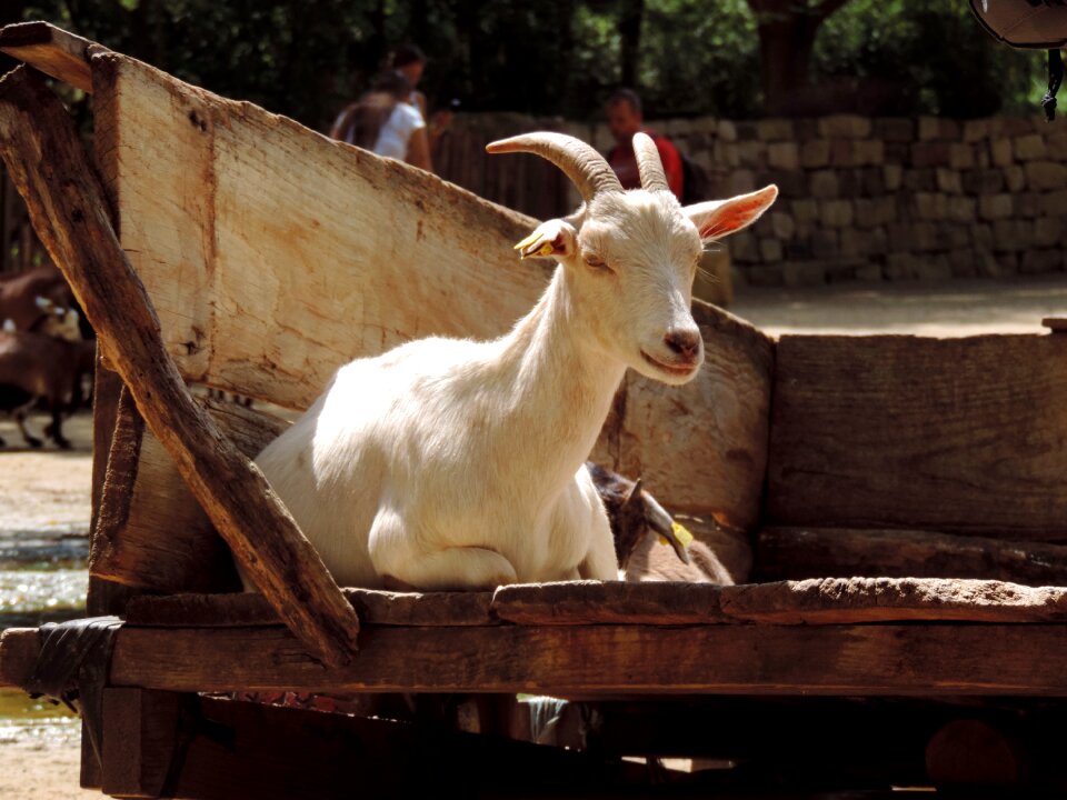 Animal livestock mammals