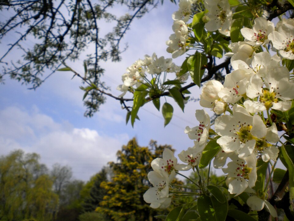 Nature white bloom