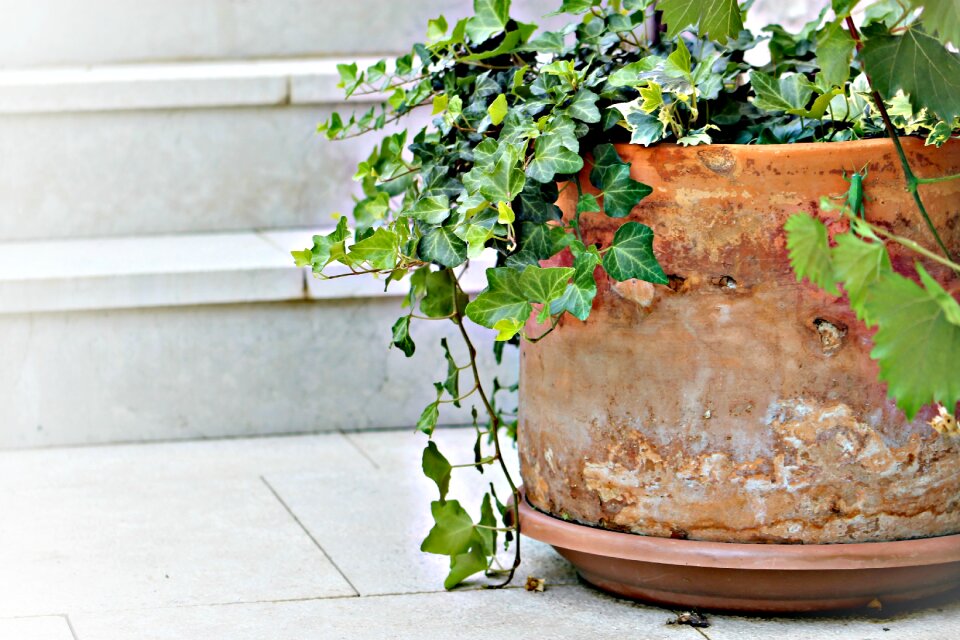Stair mood potted flower