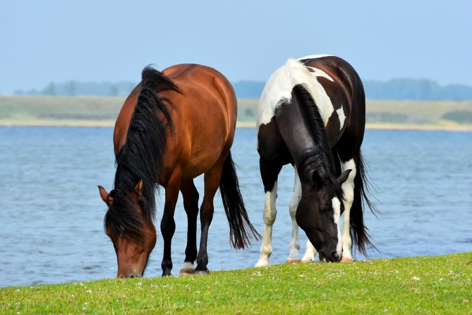 Browser pasture water