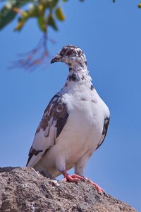 Animal world wing sky photo