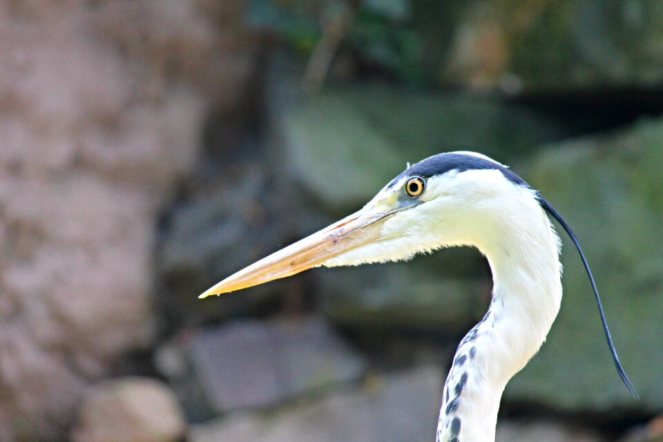 Ardea cinerea bill water