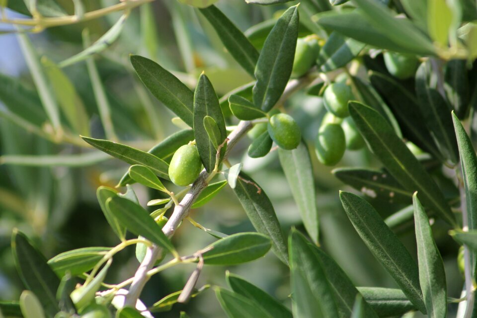 Wood foliage olive tree