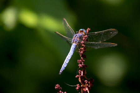 Blue dragonfly colors nature photo