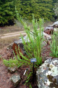 Veronica formosa - UC Santa Cruz Arboretum - DSC07499