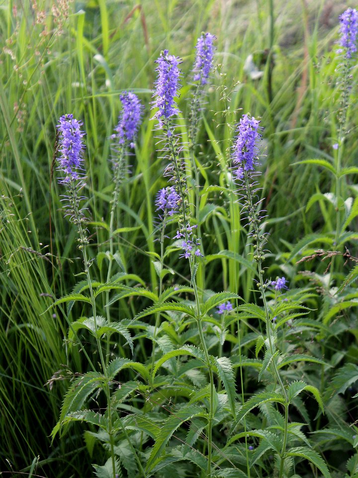 Veronica longifolia Oulu, Finland 29.06.2013
