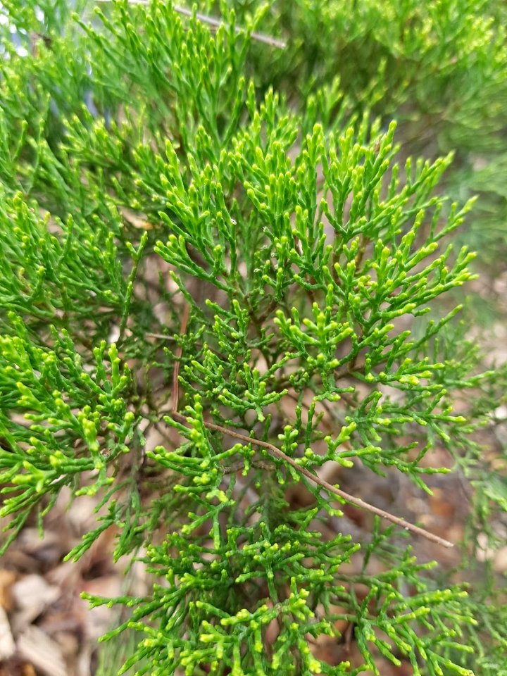 Veronica cupressoides2 at WBG