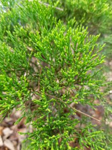 Veronica cupressoides2 at WBG