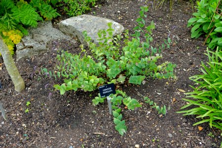 Veronica perfoliata (Parahebe perfoliata) - Hillier Gardens - Romsey, Hampshire, England - DSC04983
