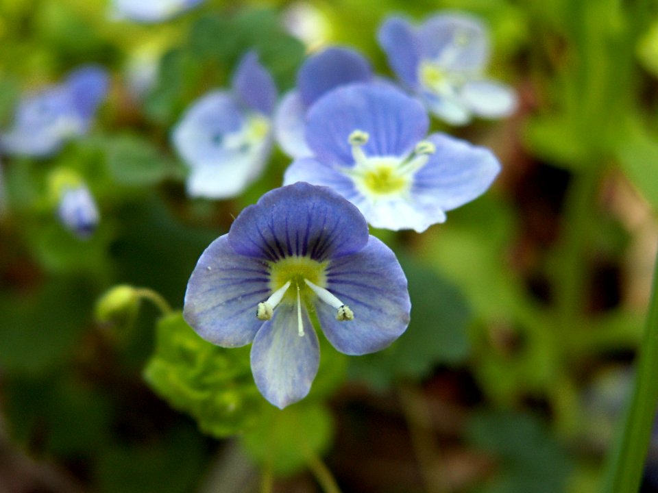 Veronica persica, 2015-05-02, Fox Chapel