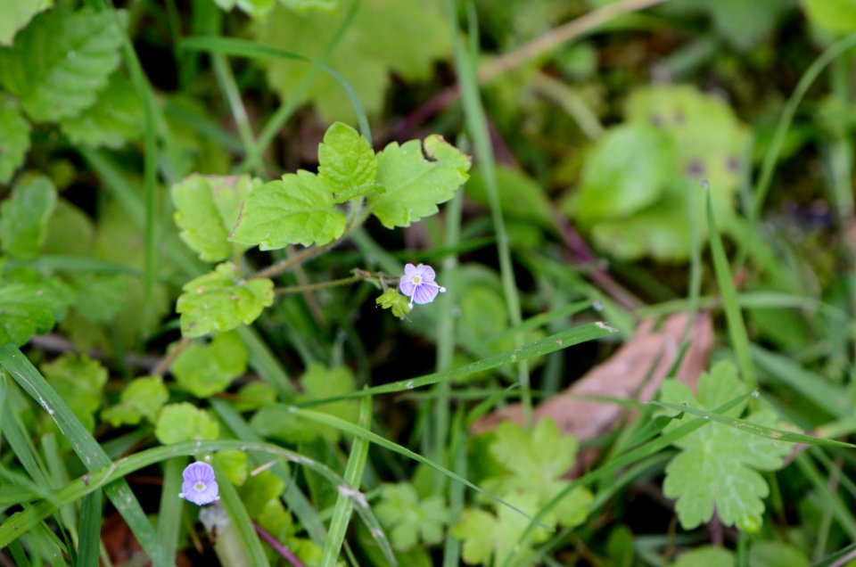 Veronica montana flowering