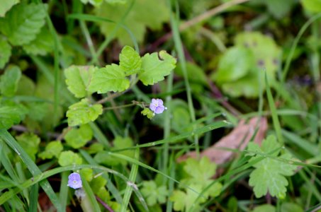 Veronica montana flowering