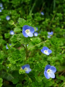 Veronica persica, 2020-04-05, Beechview