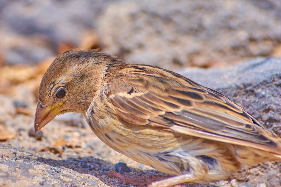 Animal wild feather