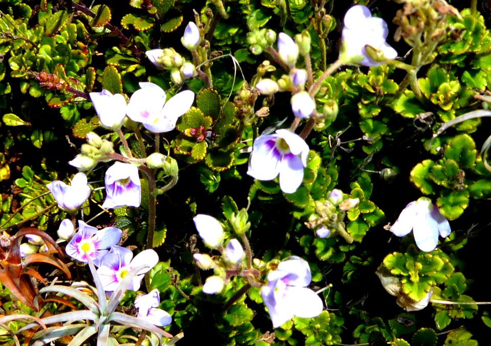 Veronica hookeriana by Peter de Lange
