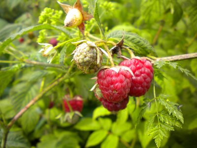 Sweet healthy vitamins