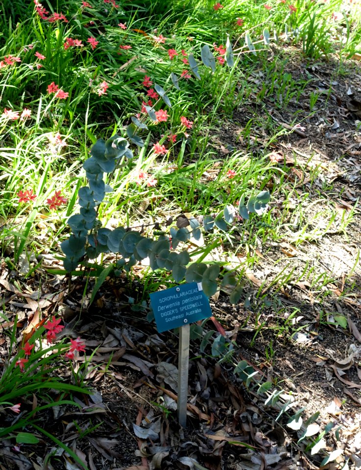 Veronica perfoliata (Derwentia perfoliata) - Mildred E. Mathias Botanical Garden - University of California, Los Angeles - DSC02744