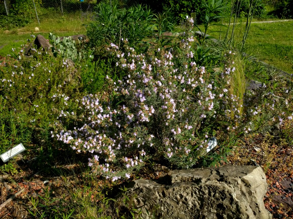 Vernonia baldwinii 001