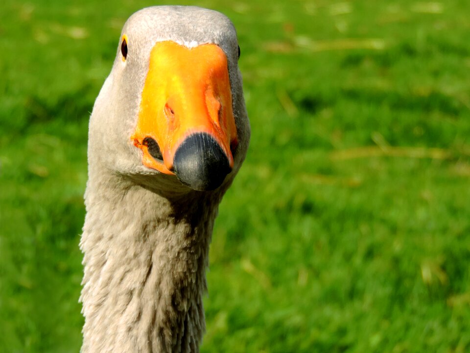 Neck plumage animal