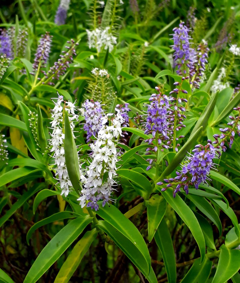 Veronica barkeri 28485049