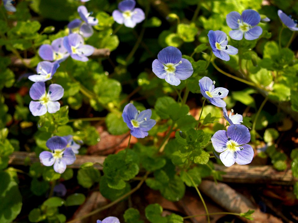 Veronica filiformis, 2015-05-02, Fox Chapel, 02