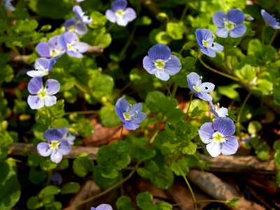 Veronica filiformis, 2015-05-02, Fox Chapel, 02