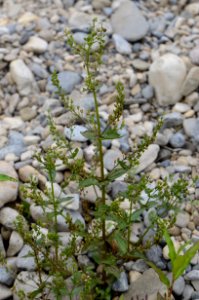 Veronica anagallis aquatitica