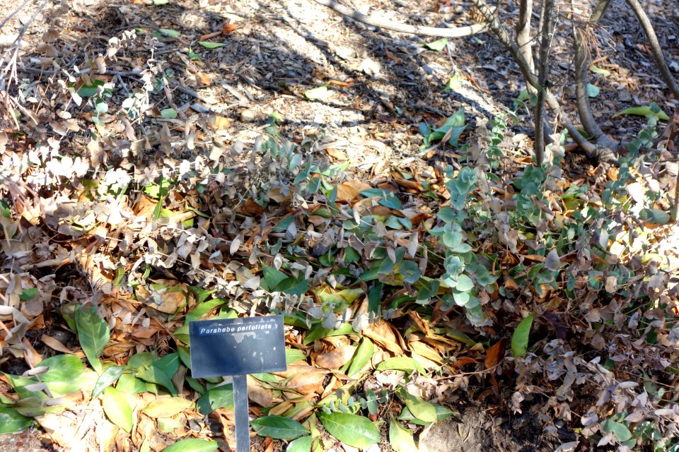 Veronica perfoliata (Parahebe perfoliata) - Leaning Pine Arboretum - DSC05460