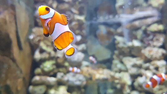 Nemo clownfish aquarium photo