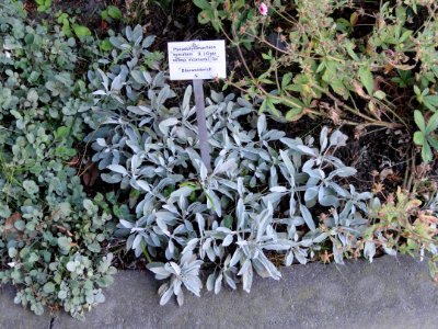 Veronica spicata - Botanischer Garten, Frankfurt am Main - DSC02411
